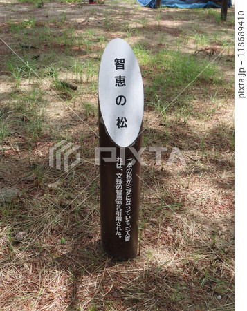日本三景の一つ天橋立の松林の中にある知恵の松の案内板 118689410