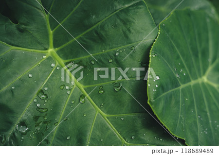 Dark tropical leaves and water drops background 118689489