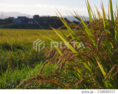 収穫間近の稲穂が広がる田園風景 収穫間近の稲穂が広がる田園風景 118690317