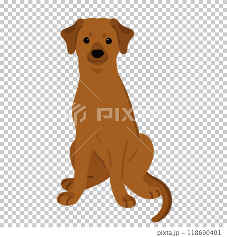 Illustration of a sitting Rhodesian Ridgeback (no main lines) Illustration of a sitting Rhodesian Ridgeback (no main lines) 118690401