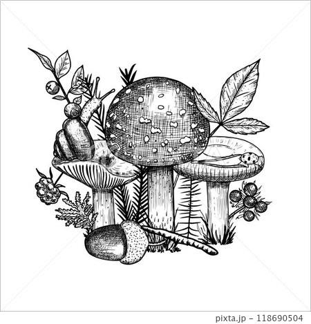 Hand drawn mushrooms with acorn, moss, berries, snail. Vector illustration 118690504