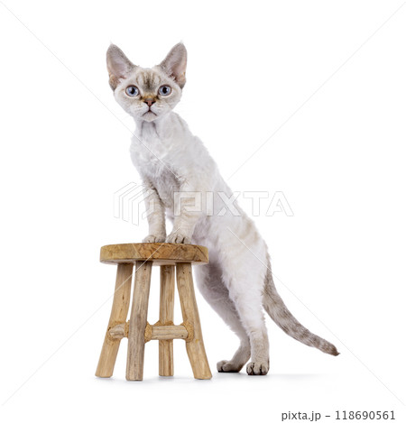 Devon Rex cat on white background Devon Rex cat on white background 118690561