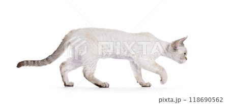 Devon Rex cat on white background Devon Rex cat on white background 118690562