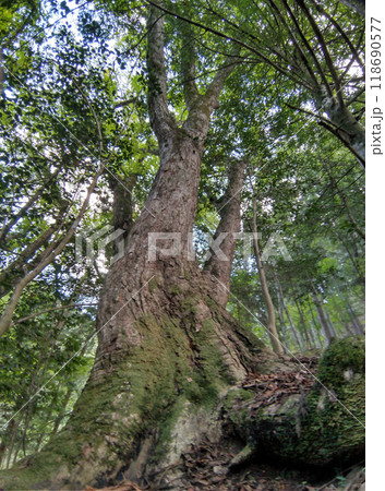 埼玉県小鹿野町伊豆沢の史跡　文殊堂と諏訪神社のトチノキ 118690577
