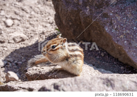 大雪山のエゾシマリス　北海道の可愛い野生動物 118690631