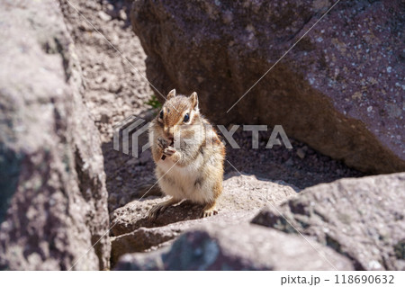 大雪山のエゾシマリス 北海道の可愛い野生動物 大雪山のエゾシマリス 北海道の可愛い野生動物 118690632