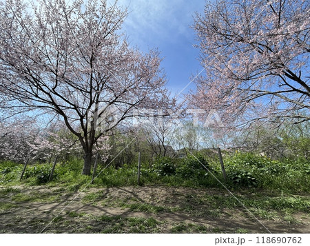 日本の桜 日本の桜 118690762