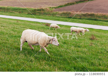 Many grazing sheep in herd scene on dyke lush green field pasture meadow grassland at North Sea coast East Frisia Lower Saxony Germany. Scenic german livestock rural countryside landscape view 118690931