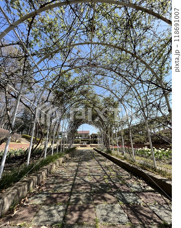 青空とアーチと植物 青空とアーチと植物 118691007