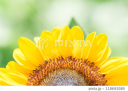 ひまわり ひまわり 118691080