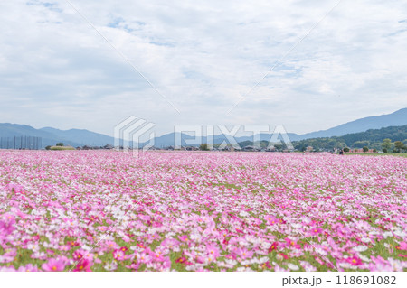 コスモス畑 コスモス畑 118691082
