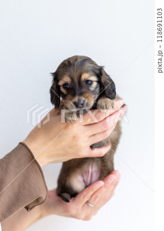 カニンヘンダックスの仔犬 カニンヘンダックスの仔犬 118691103