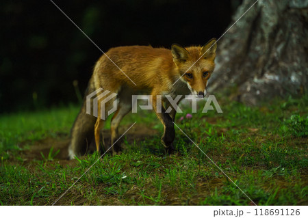 キタキツネ　北海道の可愛い野生動物 118691126