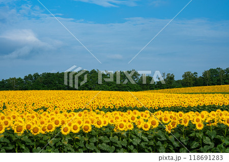 北竜町のひまわり畑　北海道の夏の絶景観光地　8月 118691283