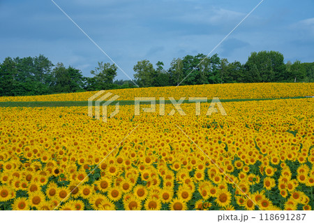 北竜町のひまわり畑 北海道の夏の絶景観光地 8月 北竜町のひまわり畑 北海道の夏の絶景観光地 8月 118691287