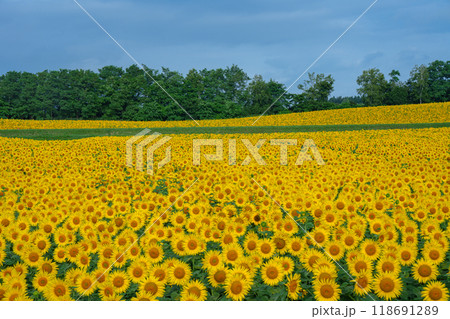 北竜町のひまわり畑 北海道の夏の絶景観光地 8月 北竜町のひまわり畑 北海道の夏の絶景観光地 8月 118691289