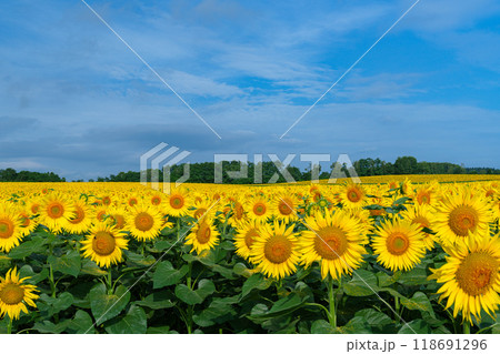 北竜町のひまわり畑　北海道の夏の絶景観光地　8月 118691296