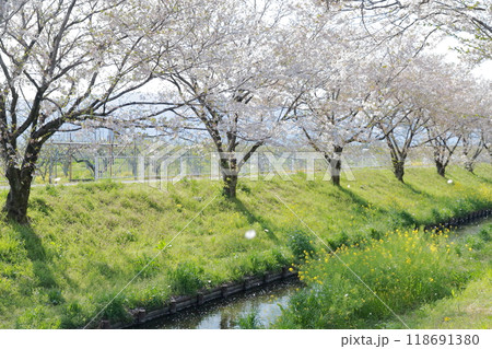 満開の桜並木 118691380