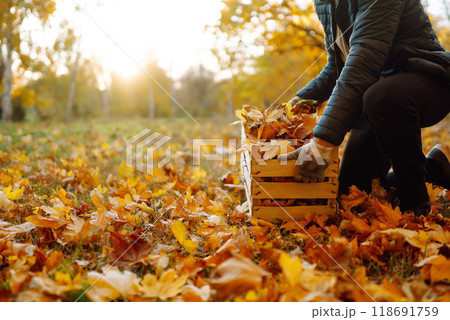 Harvesting autumn leaves. Man cleans the autumn park. Volunteering concept. Seasonal gardening. 118691759