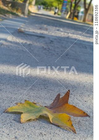 Fallen semi-dry maple leaf lies on rough ground as symbol of imminent sadness in form of onset of autumn, winter, season of hibernation, slowdown in rhythm of life. Horizon is tilted to increase drama Fallen semi-dry maple leaf lies on rough ground as symbol of imminent sadness in form of onset of autumn, winter, season of hibernation, slowdown in rhythm of life. Horizon is tilted to increase drama 118692386