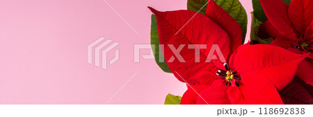 Christmas Poinsettia flower 118692838