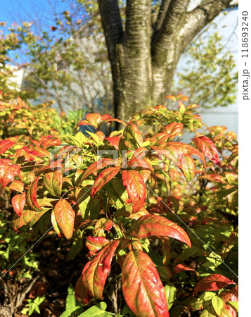 紅葉したオタフクナンテン 紅葉したオタフクナンテン 118693240