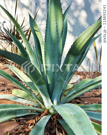 鮮やかなアオノリュウゼツラン 118693241