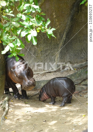 little pygmy hippo named Moo Deng  Khao Kheow Open Zoo in Chonburi Thailand 118693257