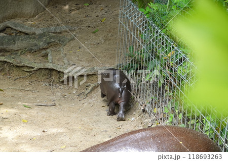 little pygmy hippo named Moo Deng  Khao Kheow Open Zoo in Chonburi Thailand 118693263