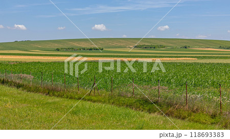 Green Agriculture Fields 118693383