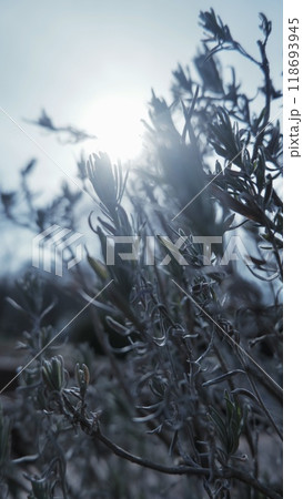 光に包まれた植物 118693945