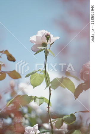 青空に映える薔薇の花 118693946