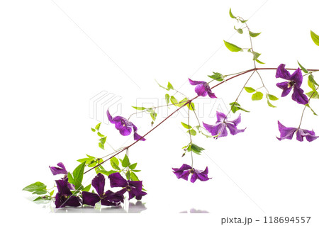 branch of blooming purple clematis, isolated on white background 118694557
