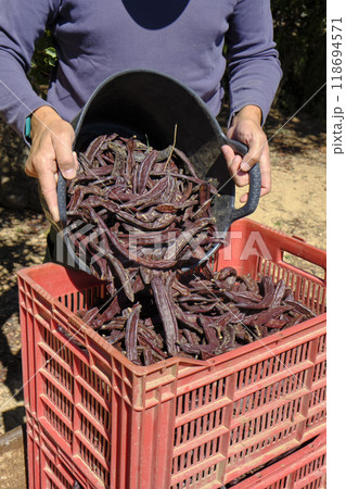 farmer fills a crate with carob pods in a plantation 118694571