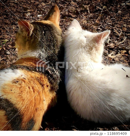 枯葉の上に向こう向きで寄り添って寝る三毛の母猫と白い仔猫 枯葉の上に向こう向きで寄り添って寝る三毛の母猫と白い仔猫 118695409