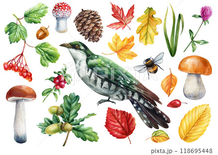 Colorful watercolor painted cuckoo bird, forest plant, leaf, mushrooms Isolated. seasonal clipart, home decor project Colorful watercolor painted cuckoo bird, forest plant, leaf, mushrooms Isolated. seasonal clipart, home decor project 118695448