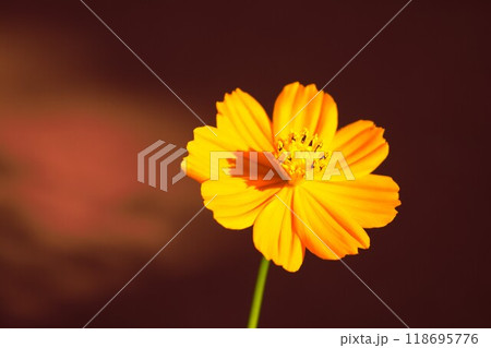 キバナコスモス　長野県　1 118695776