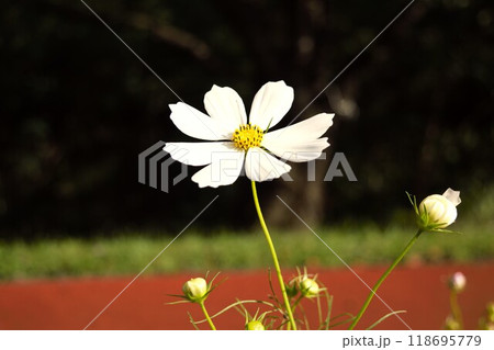 白いコスモス　長野県 118695779