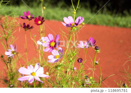 コスモスと遊歩道　長野県　1 118695781