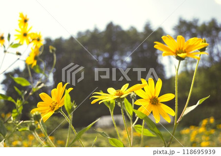 キクイモの黄色い花　長野県　 118695939