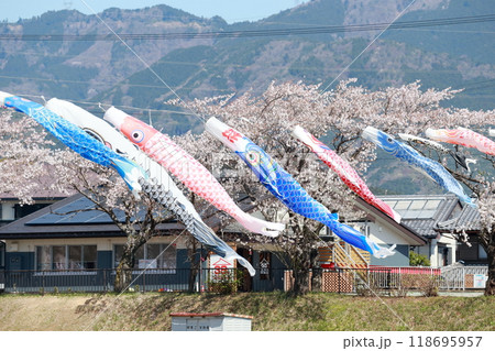 風を受けたなびく鯉のぼりと桜 風を受けたなびく鯉のぼりと桜 118695957