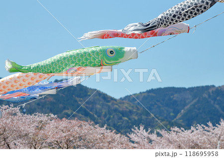 風を受けたなびく鯉のぼりと桜 風を受けたなびく鯉のぼりと桜 118695958