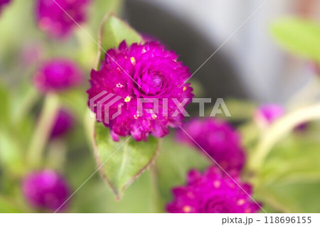 センニチコウの赤紫色の花 長野県 1 センニチコウの赤紫色の花 長野県 1 118696155