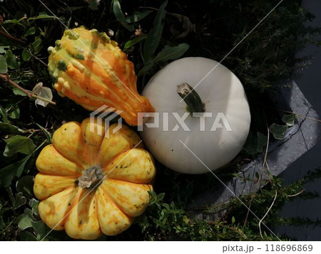 A vibrant autumnal scene with various types of pumpkins nestled in a bed of green leaves under soft daylight. 118696869
