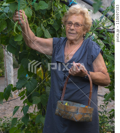 Woman harvesting harvest Woman harvesting harvest 118697383