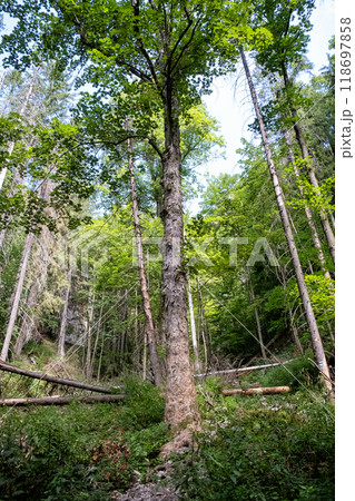Zejmarska gorge, Slovak Paradise, Slovakia 118697858