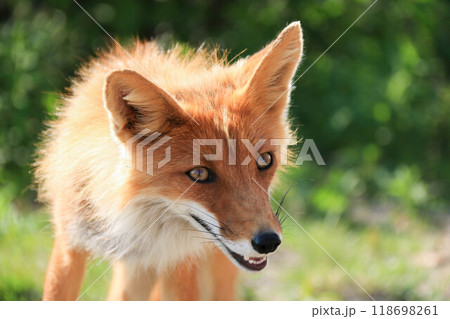 Happy Joyful Sly Red Fox with open Mouth looking forward against Green Foliage background on sunny day. Fox is grinning with sharp fangs 118698261