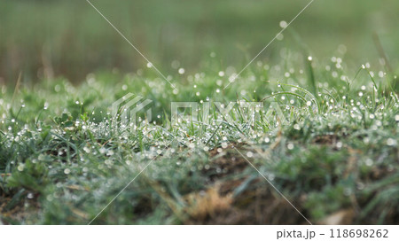 DewCovered Grass Meadow in Early Morning Nature Photography for Posters, Prints, and Cards 118698262