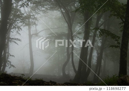 Atmospheric Misty Forest Landscape featuring tall trees obscured by dense fog. Serene Wilderness creates a calming, ethereal scene ideal for naturethemed designs 118698277