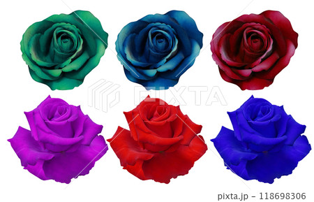 beautiful six roses flower, green, blue, red, violet, purple rose flower on white background, nature, love, fashion, gift, object, decoration, colorful 118698306